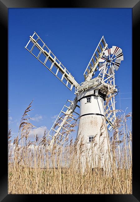 Thurne Mill through the reeds Framed Print by Paul Macro