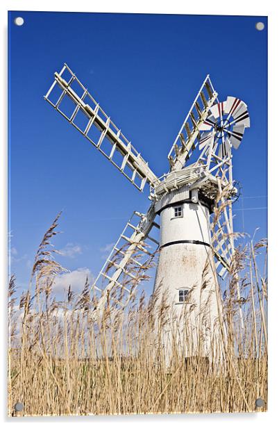 Thurne Mill through the reeds Acrylic by Paul Macro