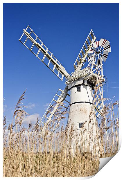 Thurne Mill through the reeds Print by Paul Macro