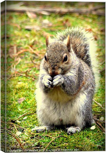 Pretty please can I have a nut Canvas Print by Colin Metcalf