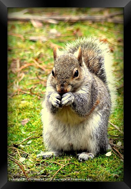 Pretty please can I have a nut Framed Print by Colin Metcalf
