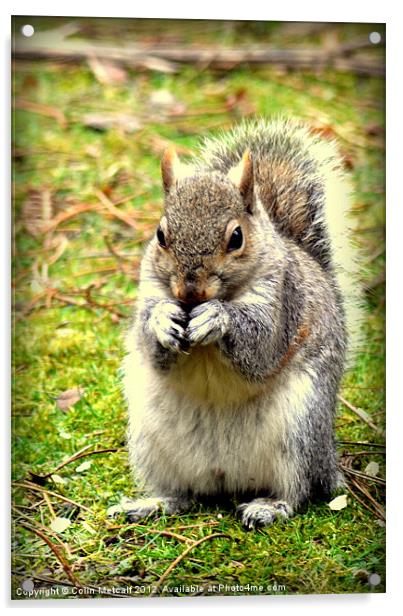 Pretty please can I have a nut Acrylic by Colin Metcalf
