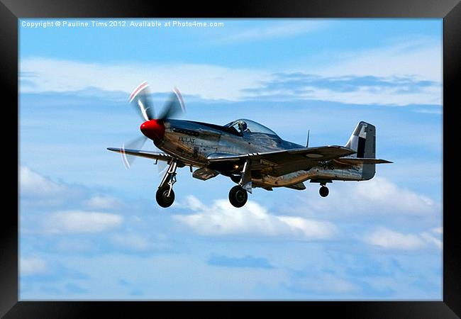 P 15D MUSTANG Framed Print by Pauline Tims