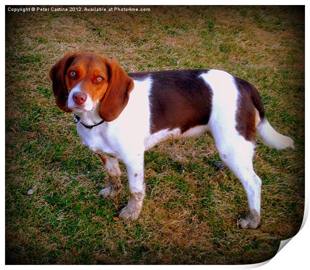 Pure Bred Beagle Pup Print by Peter Castine