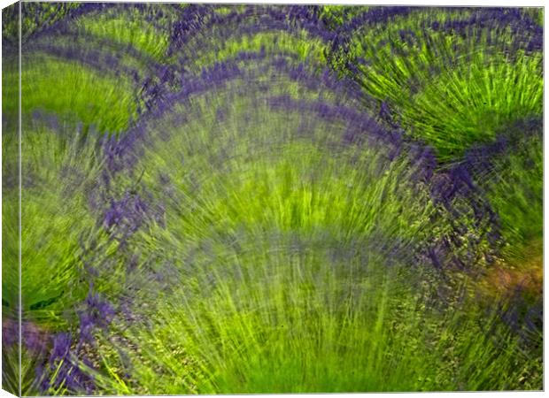 Lavender Abstract Canvas Print by Keith Barker
