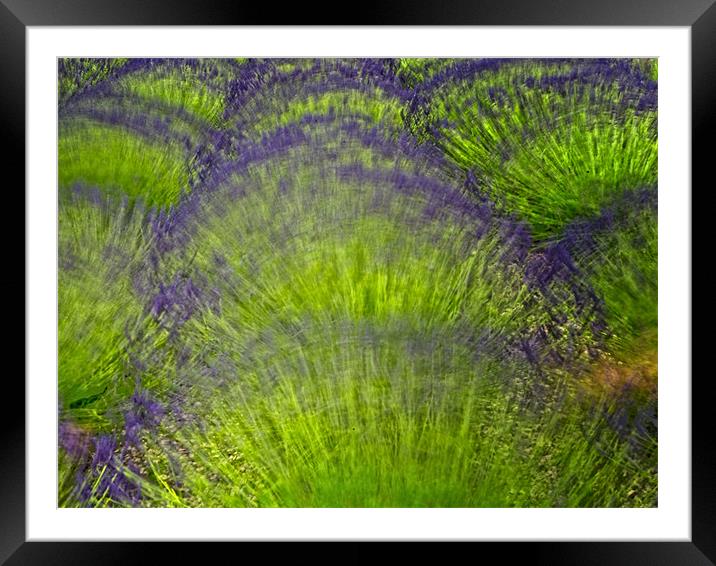 Lavender Abstract Framed Mounted Print by Keith Barker