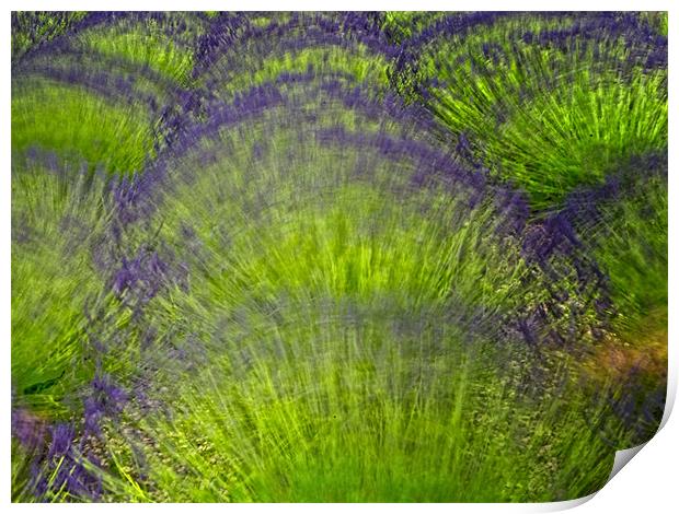 Lavender Abstract Print by Keith Barker