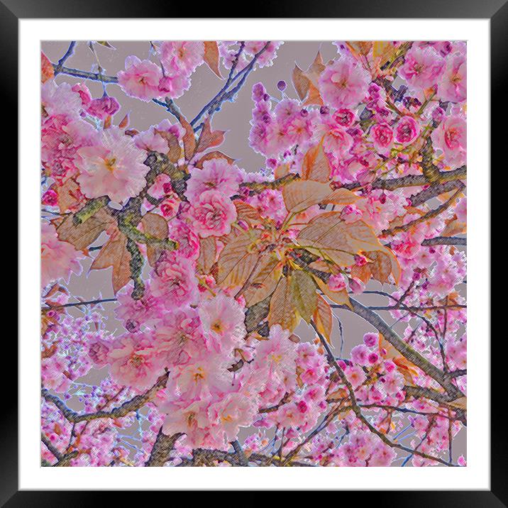 Cherry Blossom Framed Mounted Print by Sharon Lisa Clarke
