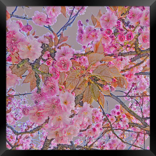 Cherry Blossom Framed Print by Sharon Lisa Clarke