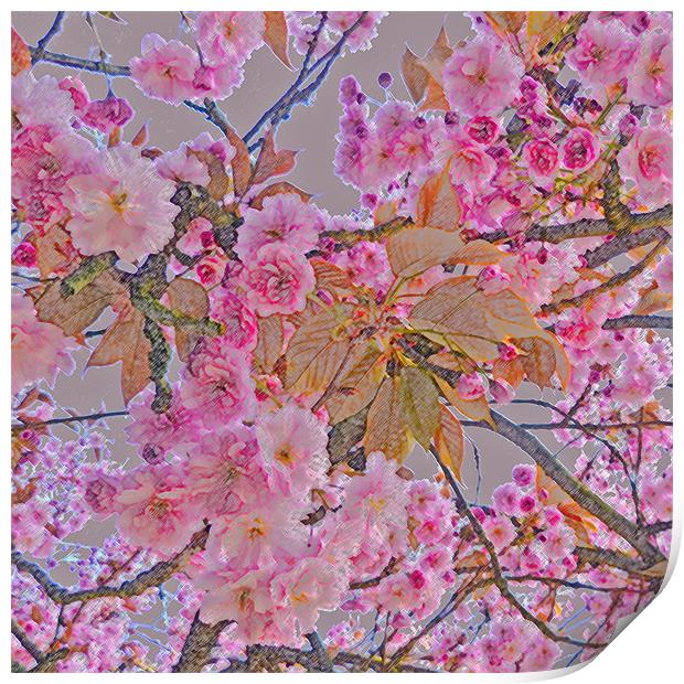 Cherry Blossom Print by Sharon Lisa Clarke