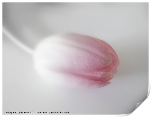 Tulip with a Soft Focus Print by Lynn Bolt