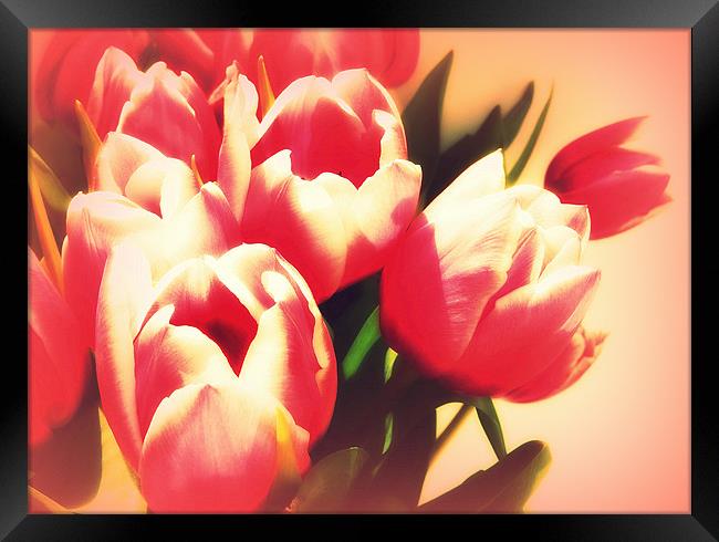 Dreamy Tulips Framed Print by Louise Godwin