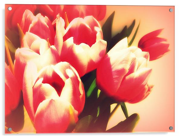 Dreamy Tulips Acrylic by Louise Godwin