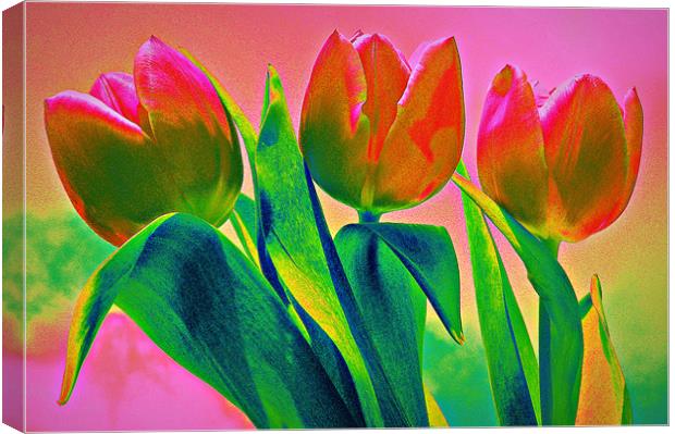 Rainbow Tulips Canvas Print by Louise Godwin