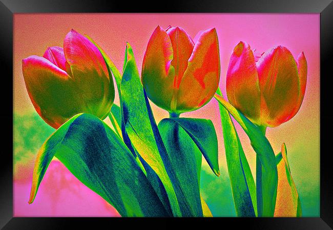 Rainbow Tulips Framed Print by Louise Godwin