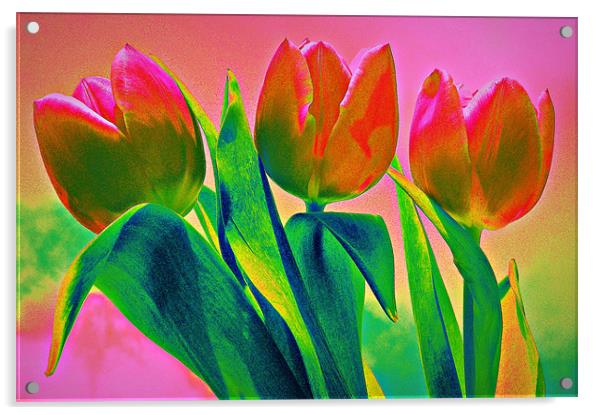Rainbow Tulips Acrylic by Louise Godwin