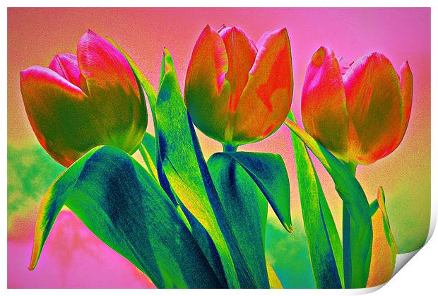 Rainbow Tulips Print by Louise Godwin