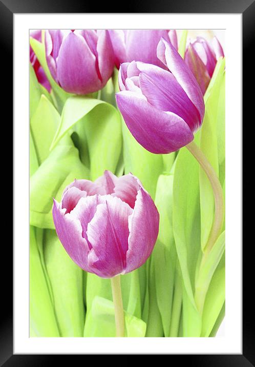 Delicate Dutch Tulips Framed Mounted Print by Louise Godwin