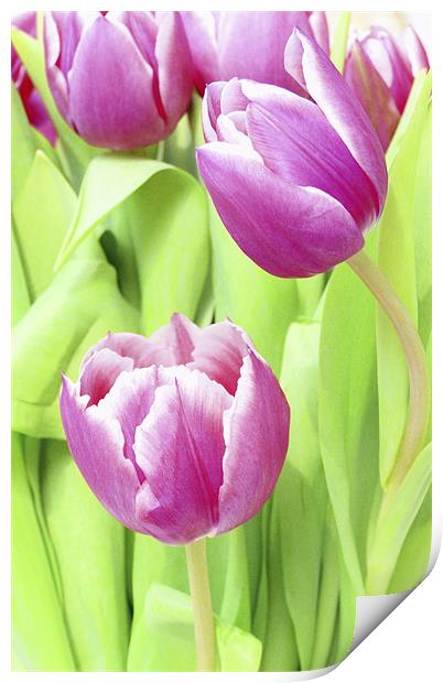 Delicate Dutch Tulips Print by Louise Godwin