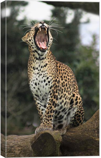 leopard yawning Canvas Print by Mark Bunning