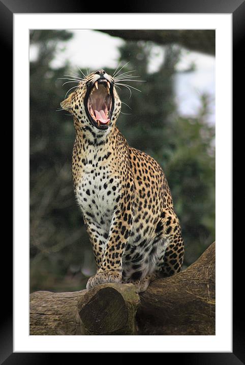 leopard yawning Framed Mounted Print by Mark Bunning