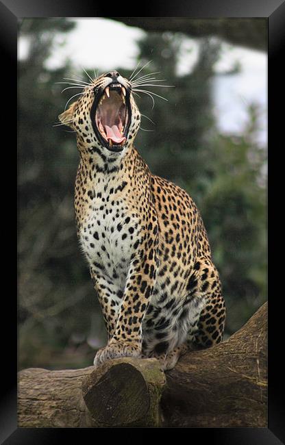 leopard yawning Framed Print by Mark Bunning