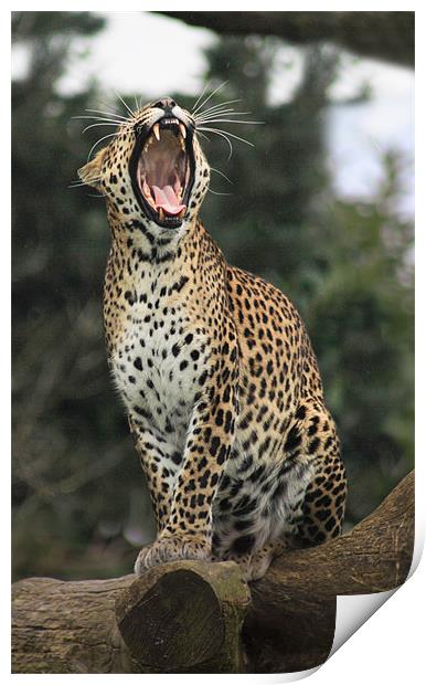 leopard yawning Print by Mark Bunning