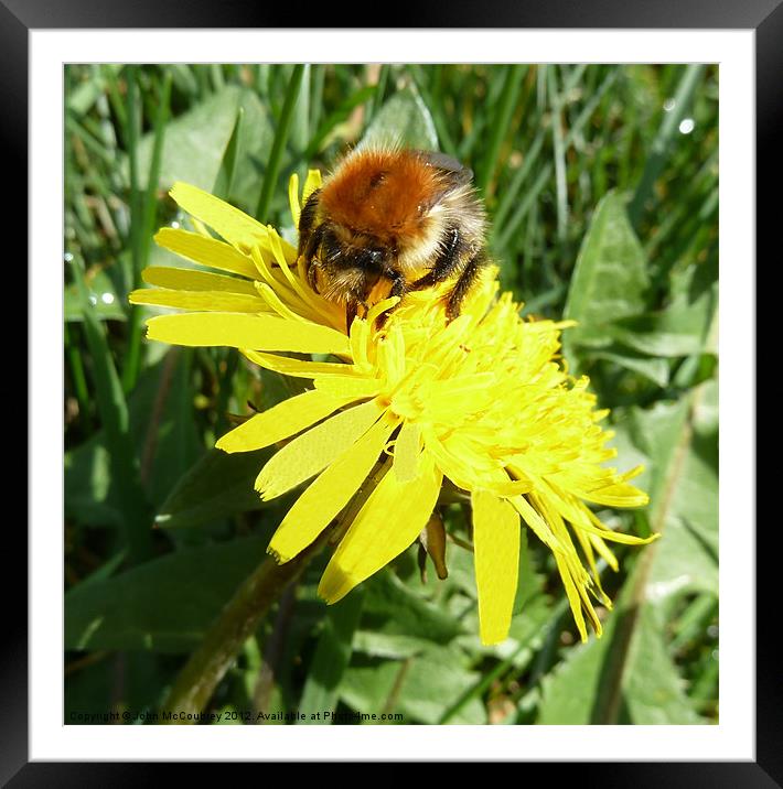 Bumble Bee on a Dandelion Framed Mounted Print by John McCoubrey
