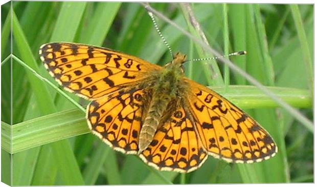 Small pearl-bordered fritillary Canvas Print by Chris Keast