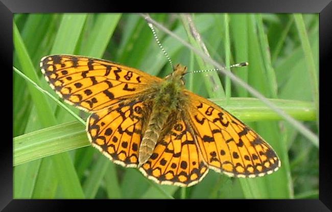 Small pearl-bordered fritillary Framed Print by Chris Keast