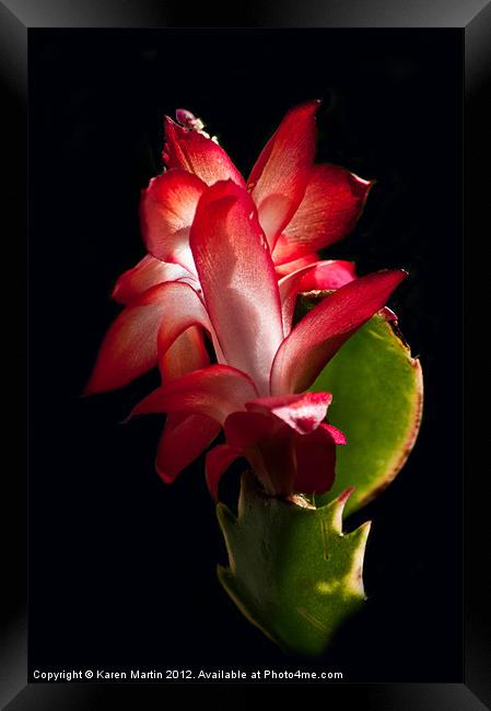 Christmas Cactus Flower on Stem Framed Print by Karen Martin