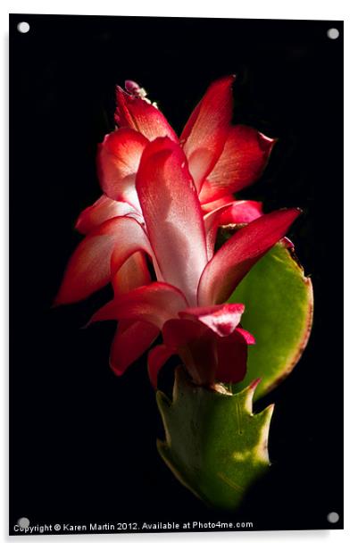 Christmas Cactus Flower on Stem Acrylic by Karen Martin