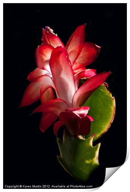 Christmas Cactus Flower on Stem Print by Karen Martin
