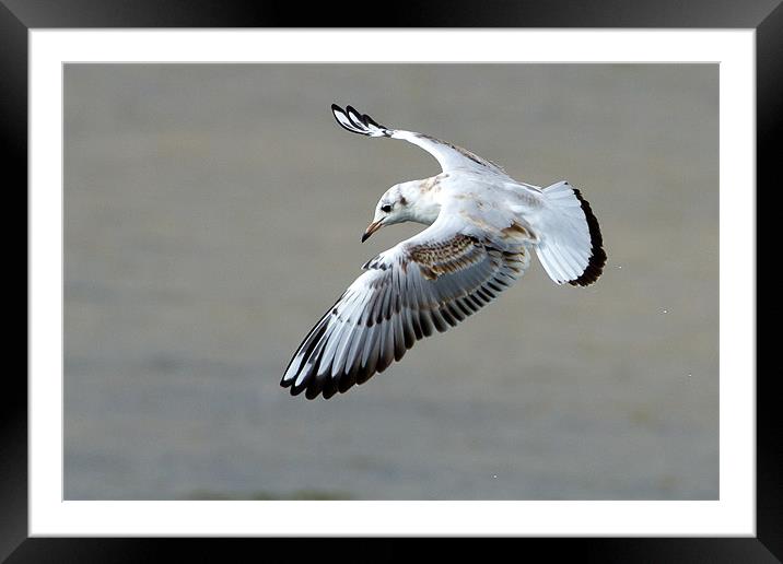 Seagull in Flight Framed Mounted Print by George Cox