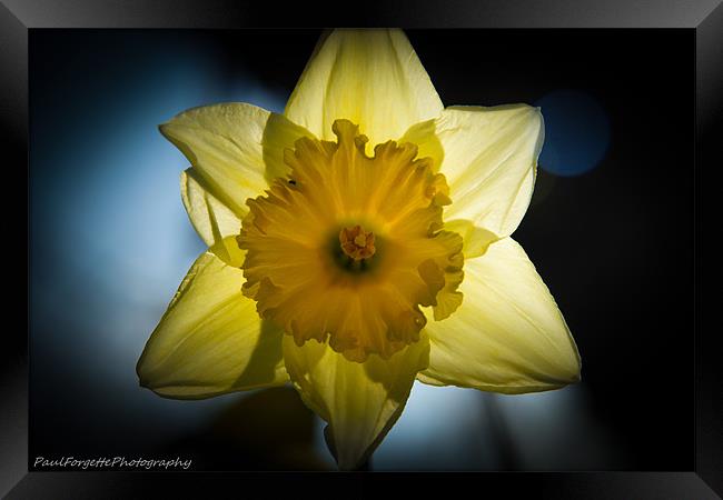 signs of spring Framed Print by paul forgette
