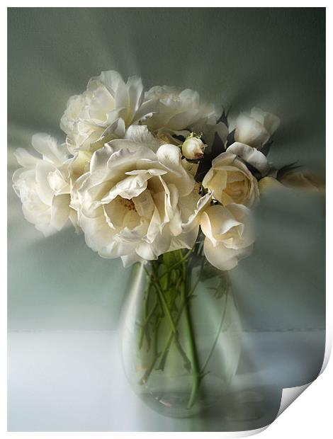 white rose posy Print by Heather Newton