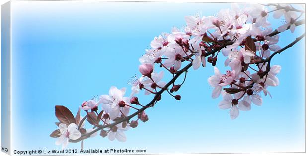 Cherry Blossom Time Canvas Print by Liz Ward