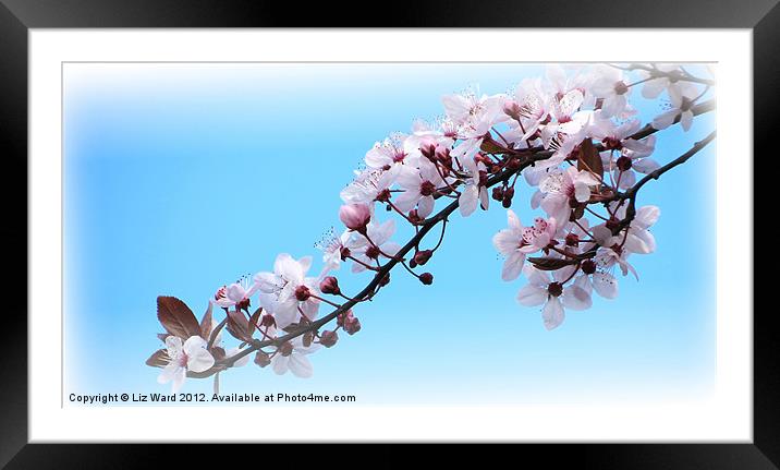 Cherry Blossom Time Framed Mounted Print by Liz Ward