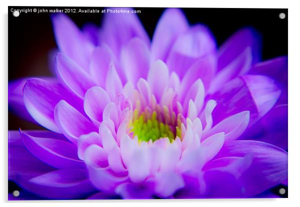 Purple Dahlia Acrylic by john walker