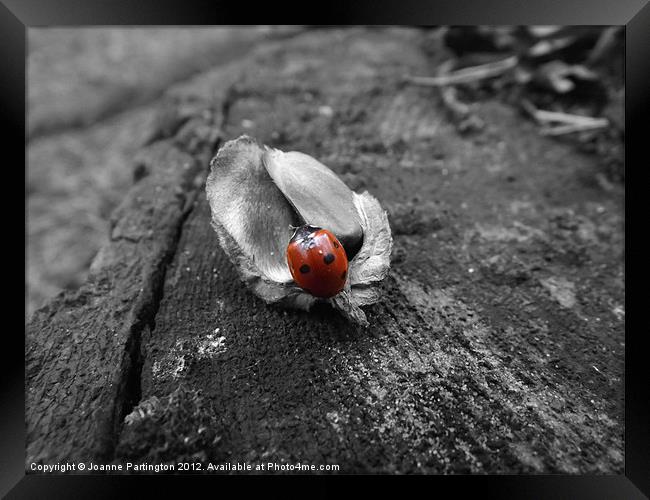 Ladybird on an acorn husk Framed Print by Joanne Partington