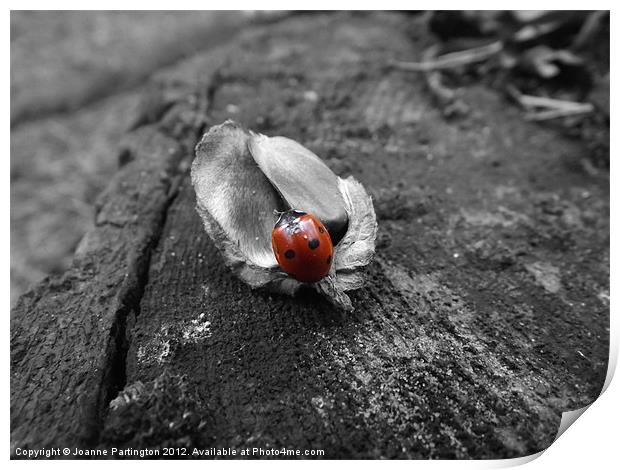 Ladybird on an acorn husk Print by Joanne Partington