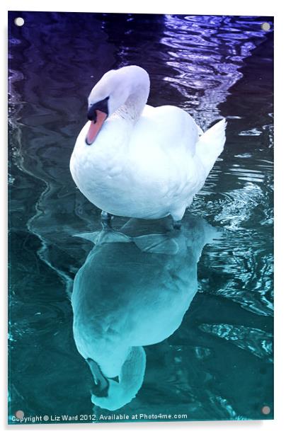 Who me a Swan Acrylic by Liz Ward
