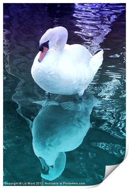 Who me a Swan Print by Liz Ward