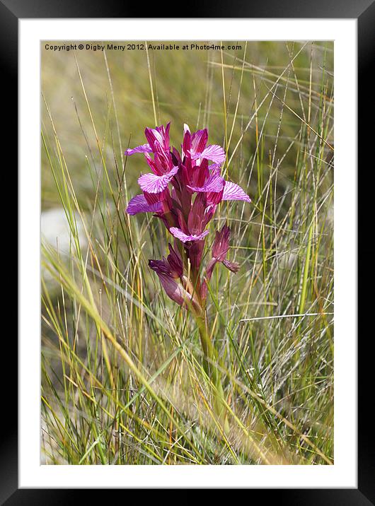 Butterfly orchid Framed Mounted Print by Digby Merry