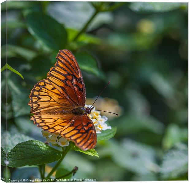 colourful orange butterfly Canvas Print by Craig Lapsley
