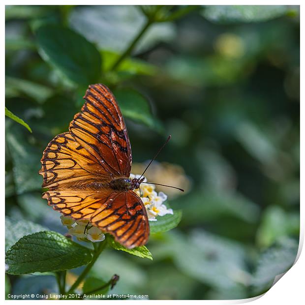 colourful orange butterfly Print by Craig Lapsley
