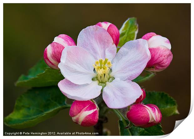 Apple blossom Print by Pete Hemington