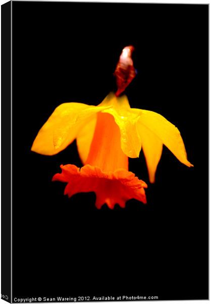The last daffodil Canvas Print by Sean Wareing