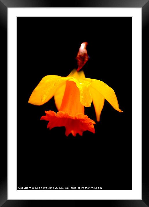 The last daffodil Framed Mounted Print by Sean Wareing