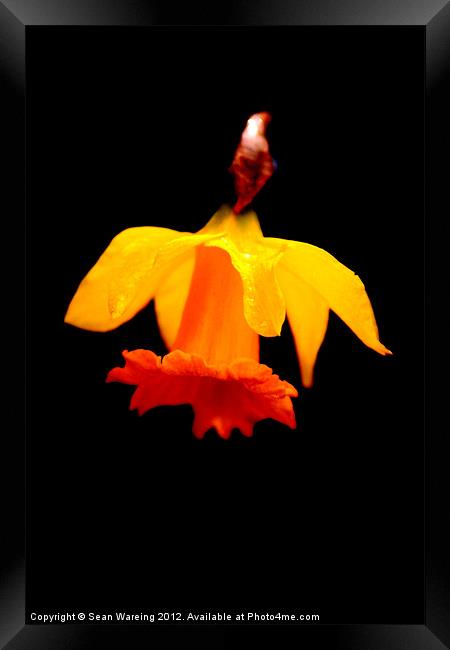 The last daffodil Framed Print by Sean Wareing